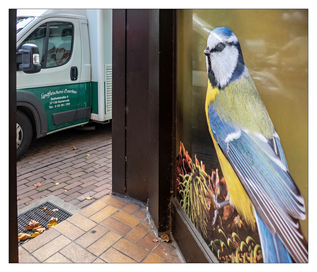 Große Tiere in der Stadt