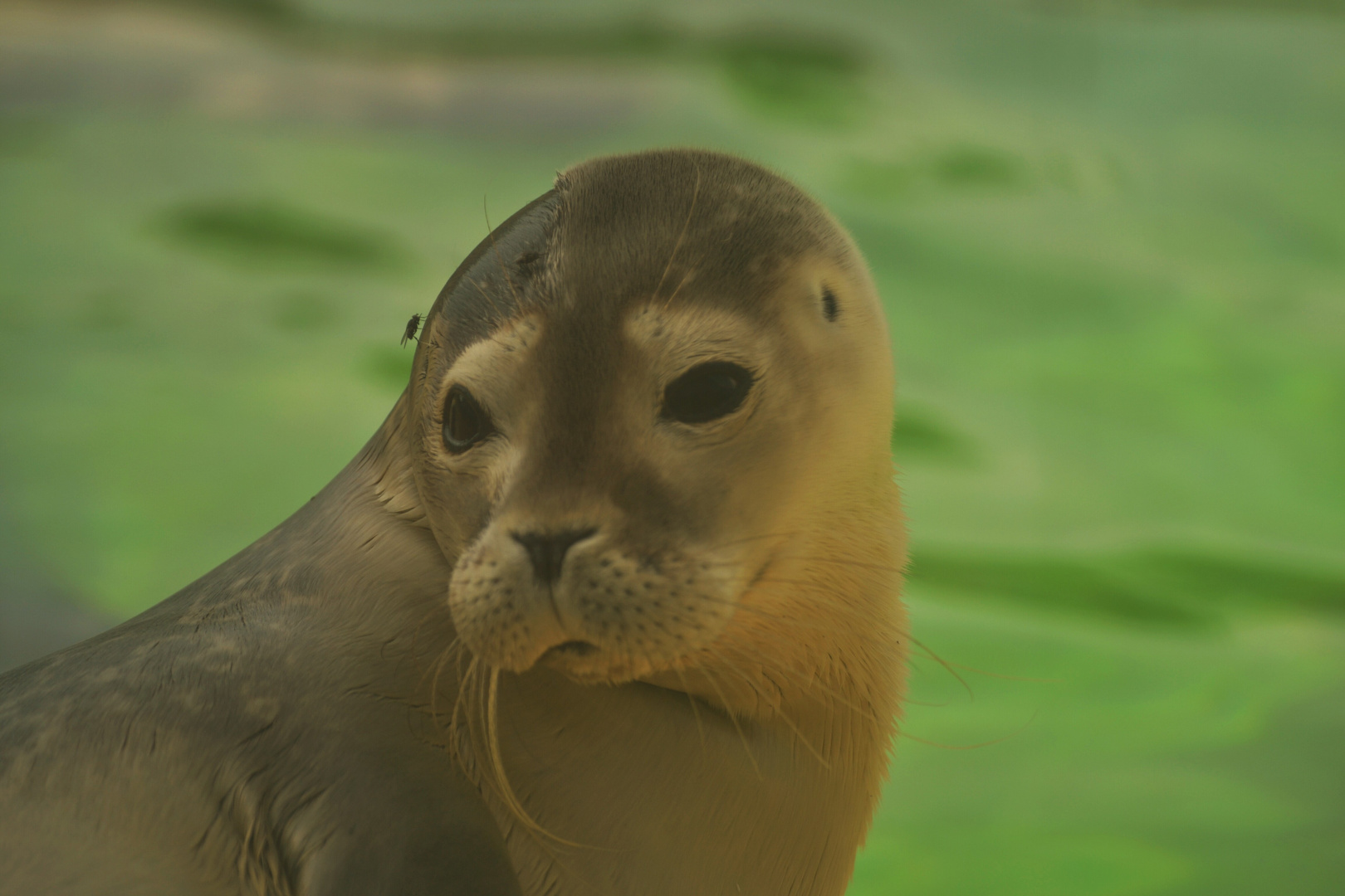 Große Tiere kleine Tiere