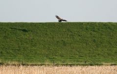 Große Tiere werfen große Schatten