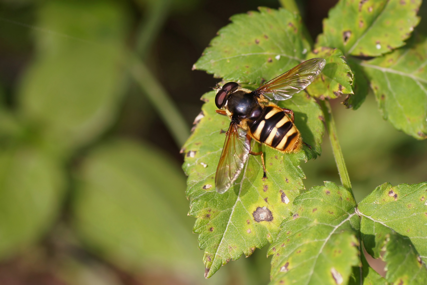 Große Torf-Schwebfliege