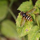 Große Torf-Schwebfliege