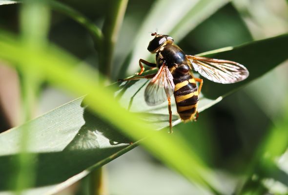 Große Torf-Schwebfliege