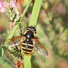 Große Torf-Schwebfliege,Sericomyia silentis