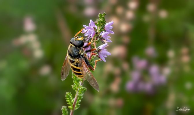 Große Torfschwebfliege