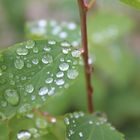 Große Tropfen für ein kleines Blatt