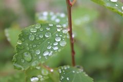 Große Tropfen für ein kleines Blatt