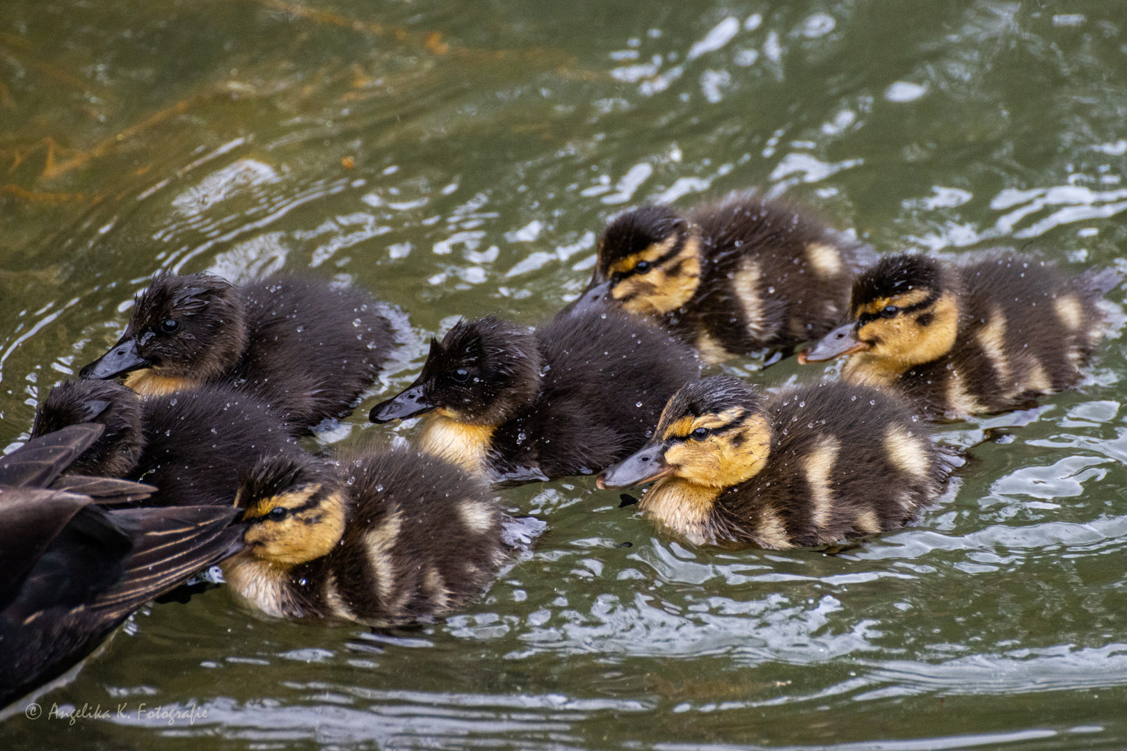 große Truppe