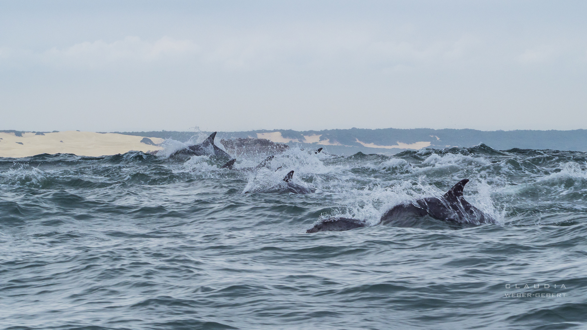 Große Tümmler in der Algoa Bay