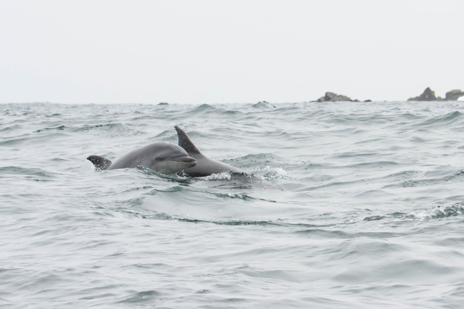 Große Tümmler (Tursiops truncatus) in Reserva Nacional de Pingüinos de Humboldt, Chile