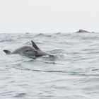 Große Tümmler (Tursiops truncatus) in Reserva Nacional de Pingüinos de Humboldt, Chile