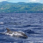 Große Tümmler vor Sao Miguel / Azoren - TEIL 2