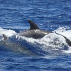 Große Tümmler vor Sao Miguel / Azoren - TEIL 4