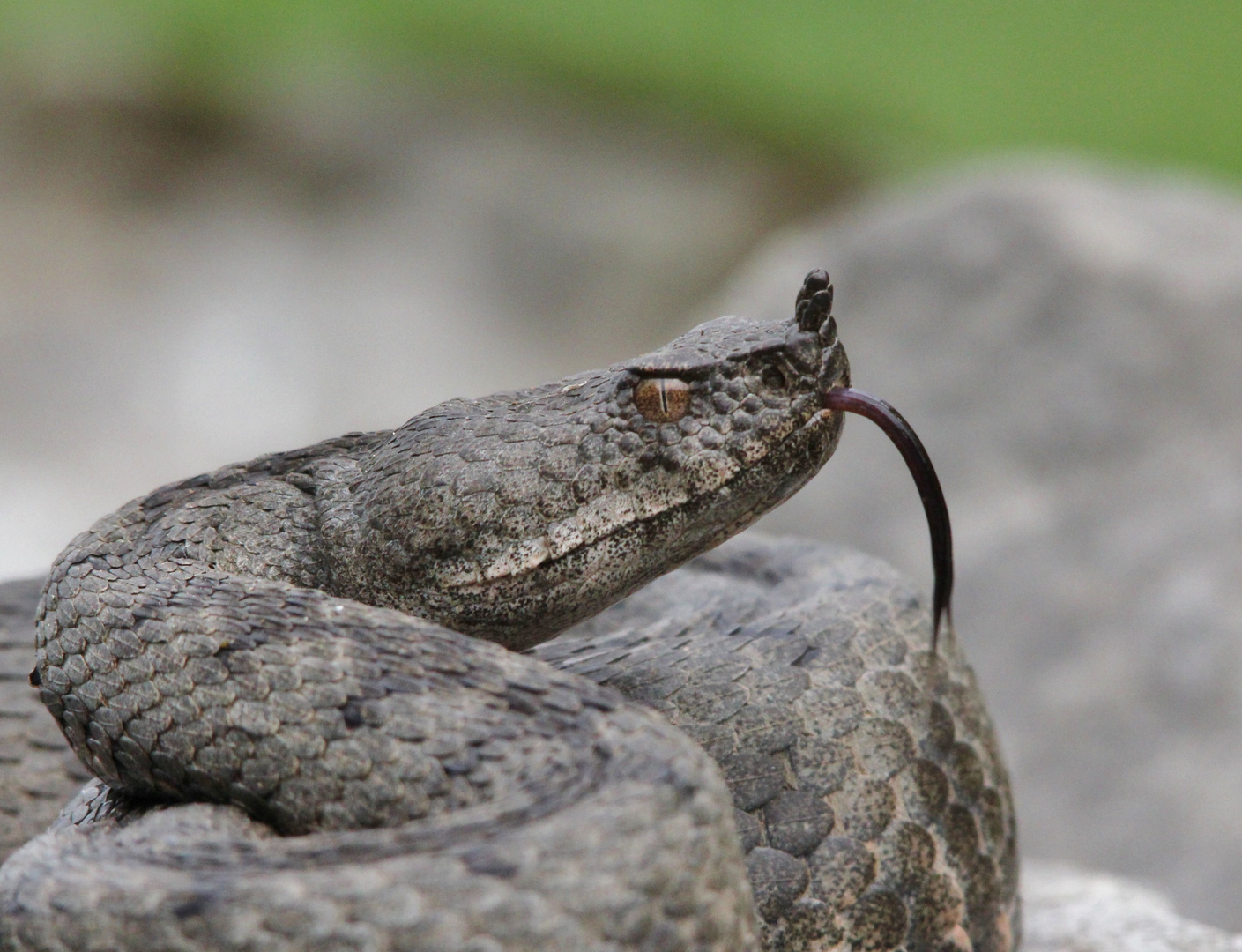 Grosse Vipera a.ammodytes