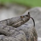 Grosse Vipera a.ammodytes