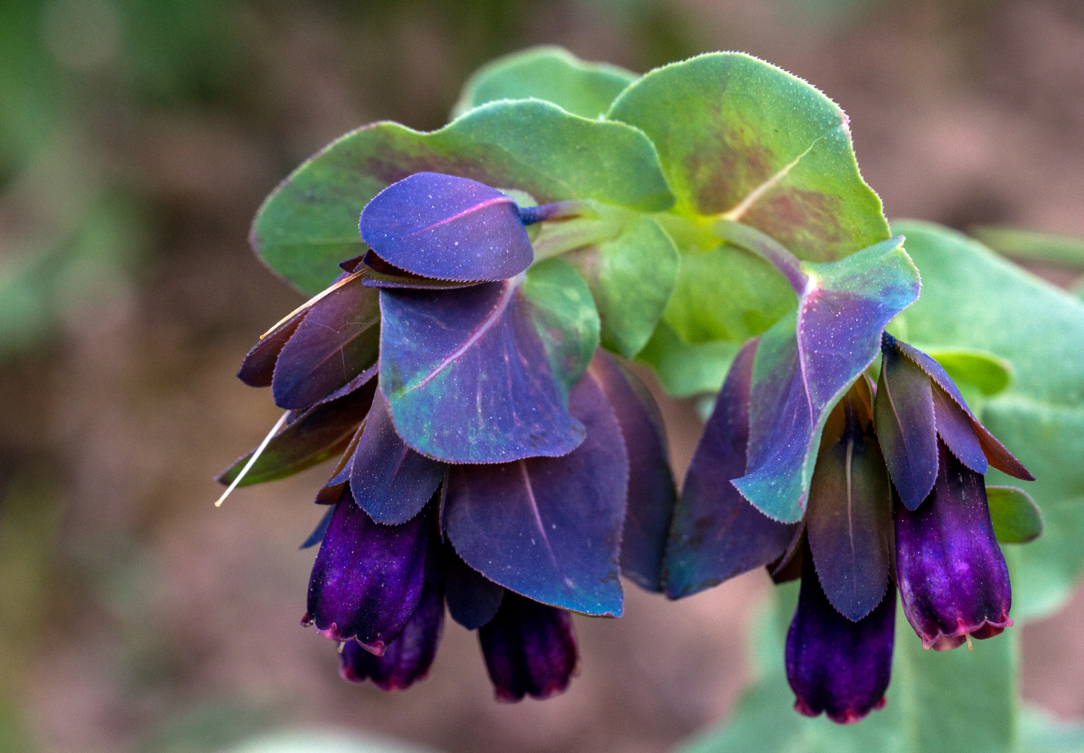 Große Wachsblume