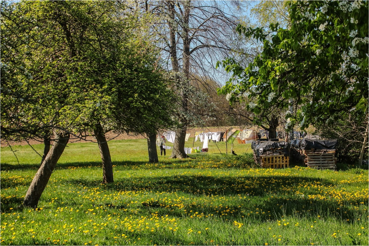 Große Wäsche Foto & Bild | world, bäume, wiese Bilder auf fotocommunity