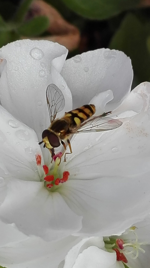 große Waldschneisenschwebfliege männchen