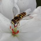 große Waldschneisenschwebfliege männchen