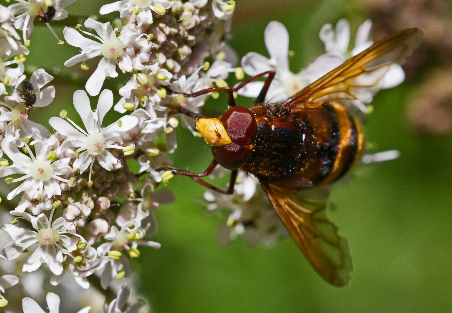 Große Waldschwebfliege