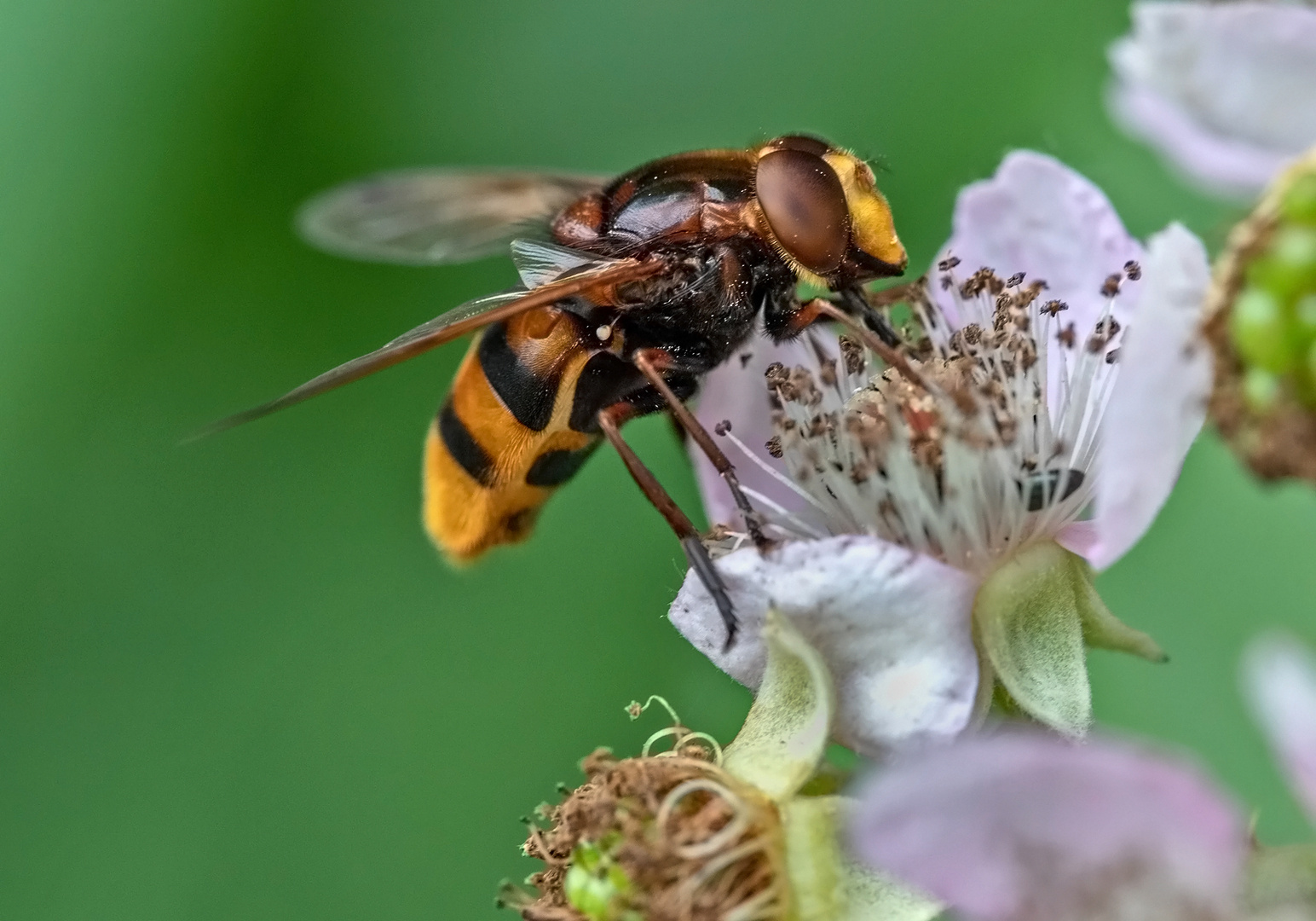 Große Waldschwebfliege