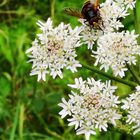 Große Waldschwebfliege auf Wilder Möhre Daucus carota)