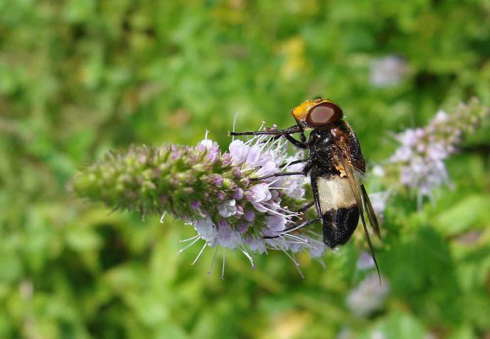 Große Waldschwebfliege