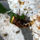 Große Waldschwebfliege oder Hornissenschwebfliege