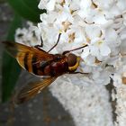 Große Waldschwebfliege oder Hornissenschwebfliege