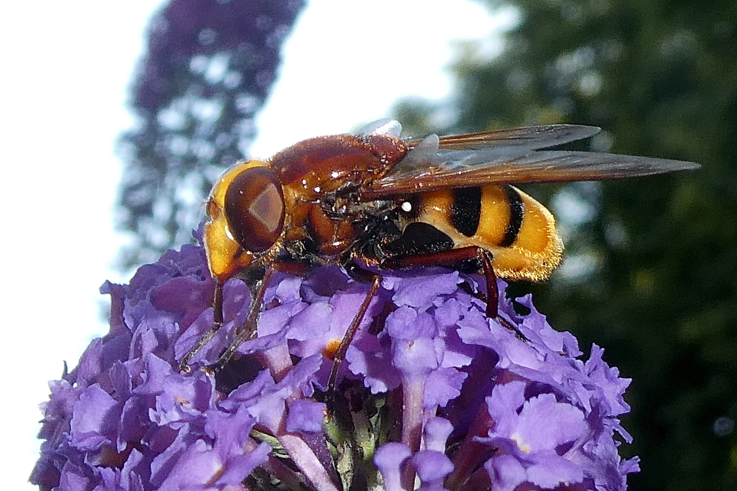 Große Waldschwebfliege oder Hornissenschwebfliege