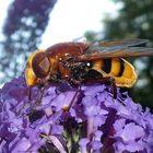 Große Waldschwebfliege oder Hornissenschwebfliege