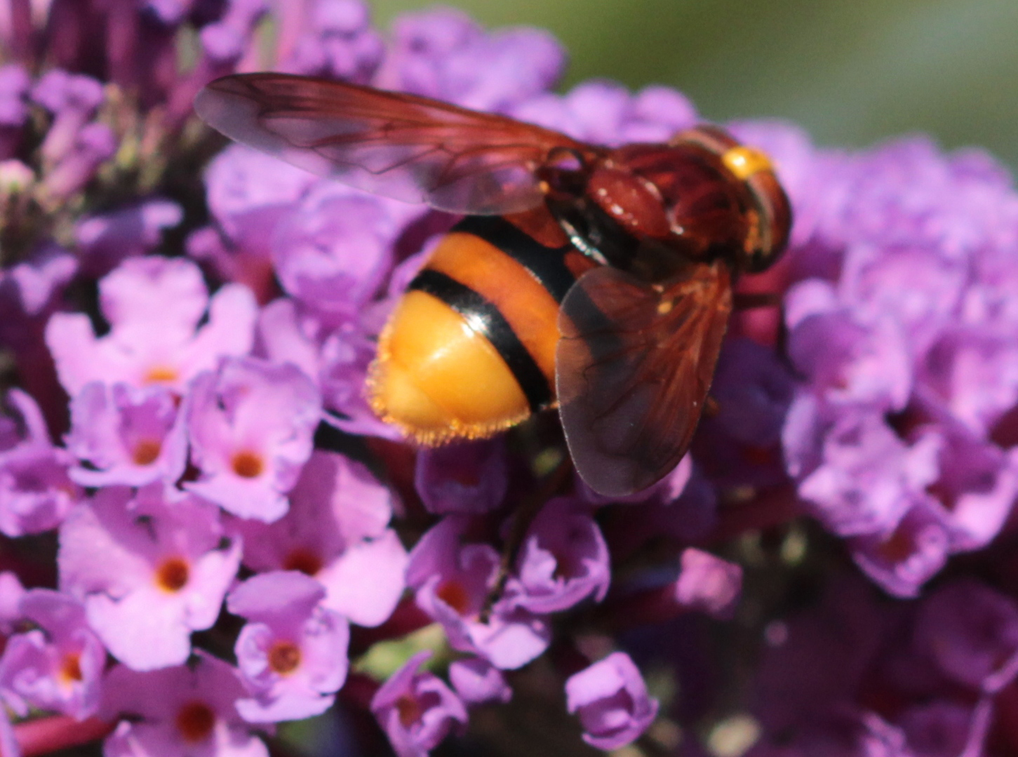 Große Waldschwebfliege (Volucella zonaria)