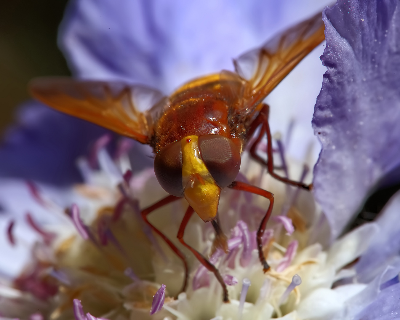 Große Waldschwebfliege (Volucella zonaria)  