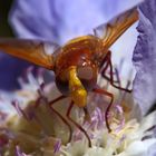 Große Waldschwebfliege (Volucella zonaria)  