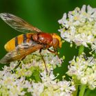 Große Waldschwebfliege (Volucella zonaria)