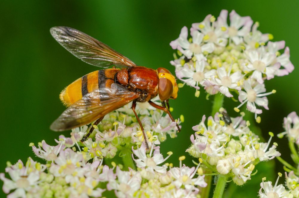 Große Waldschwebfliege (Volucella zonaria)