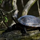 Große Wasserschildkröte ca 70 cm groß wildlife