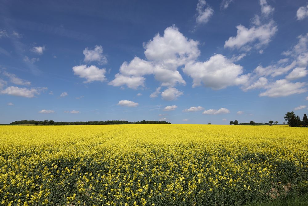 "Große Wattebäusche am Himmel"