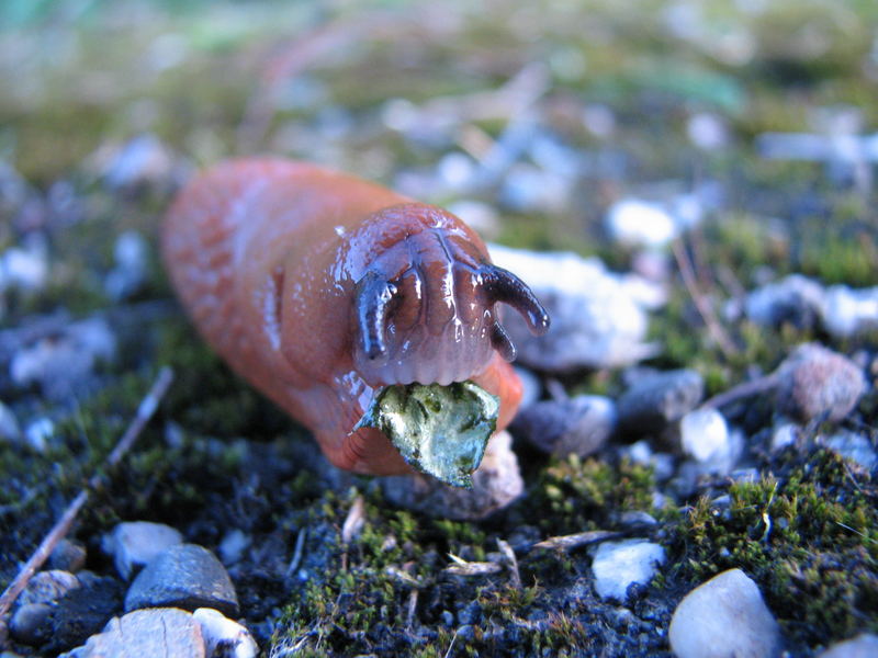 Große Wegschnecke