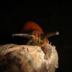 Große Wegschnecke: Schleimmonster gegen Panzertier