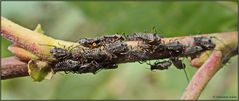 ...Große Weiden-Blattlaus...Tuberolachnus salignus...
