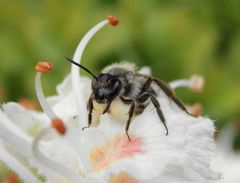 Große Weiden-Sandbiene (Andrena vaga) auf Rosskastanie