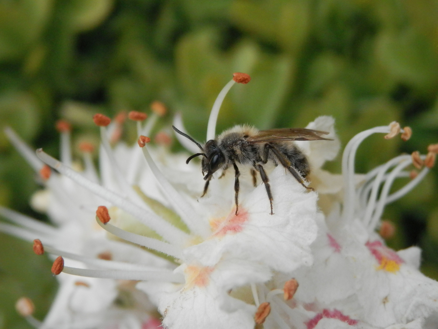 Große Weiden-Sandbiene (Andrena vaga) auf Rosskastanie