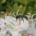 Große Weiden-Sandbiene (Andrena vaga) auf Rosskastanie