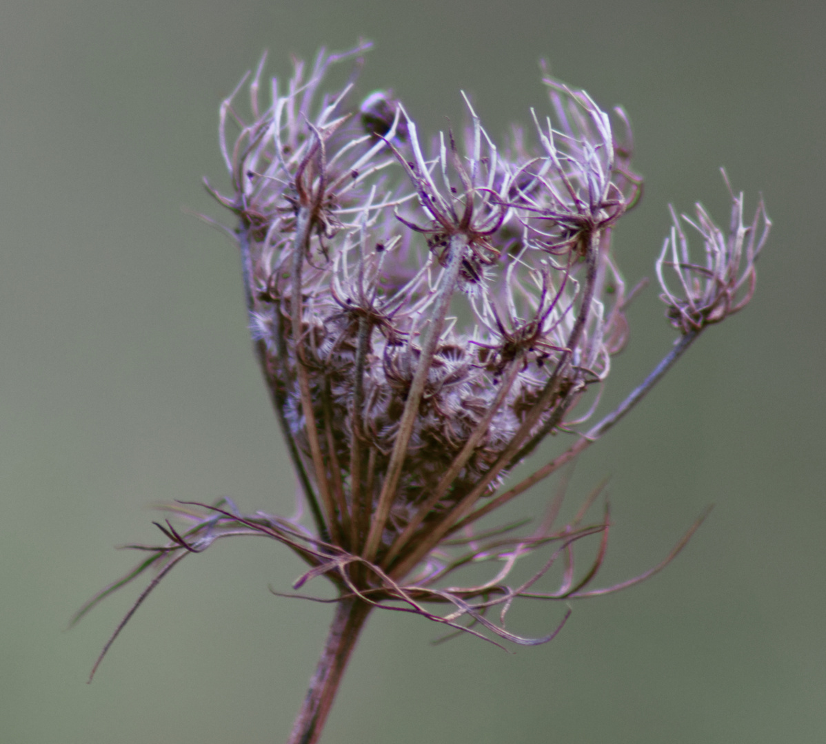 Große weiße Blume