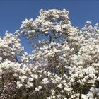 große weiße Magnolie im Magnoliengarten Aschaffenburg