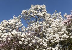 große weiße Magnolie im Magnoliengarten Aschaffenburg