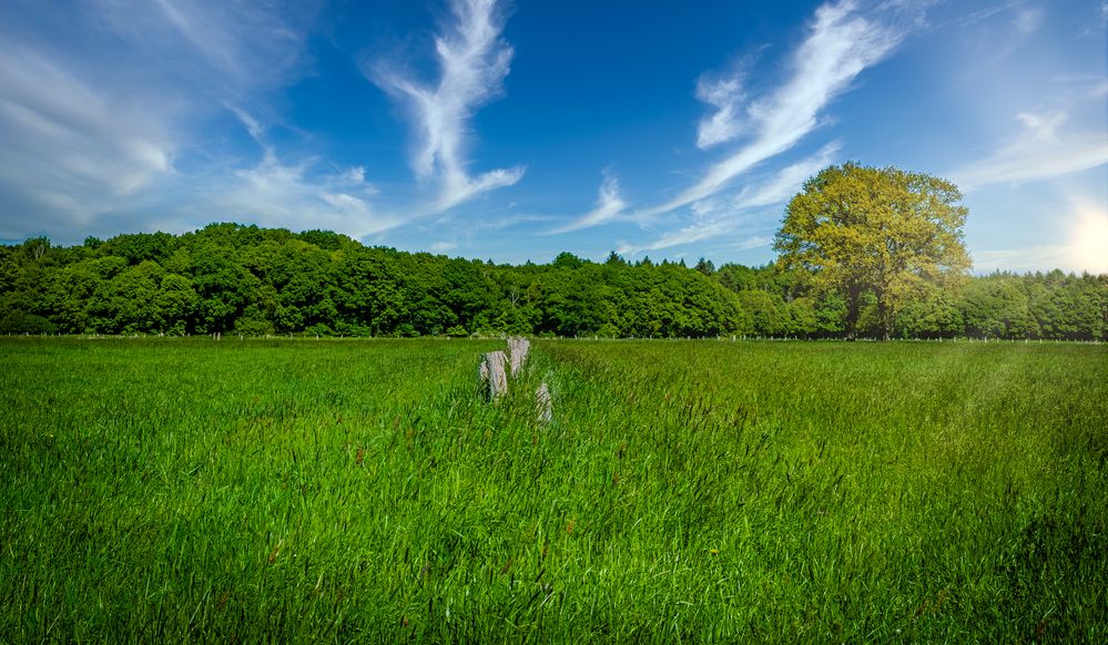 Große Wiese Foto And Bild Landschaft Äcker Felder And Wiesen Bäume