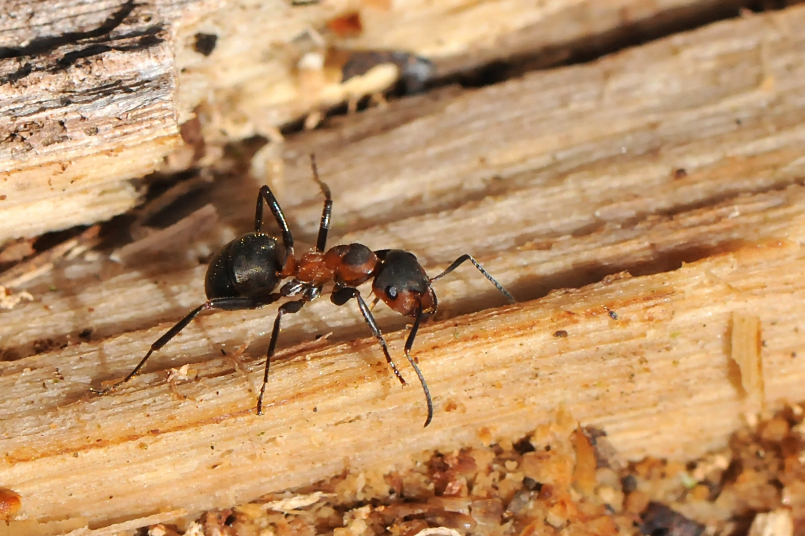 Große Wiesenameise (Formica pratensis)