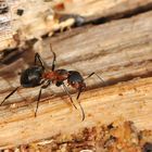 Große Wiesenameise (Formica pratensis)