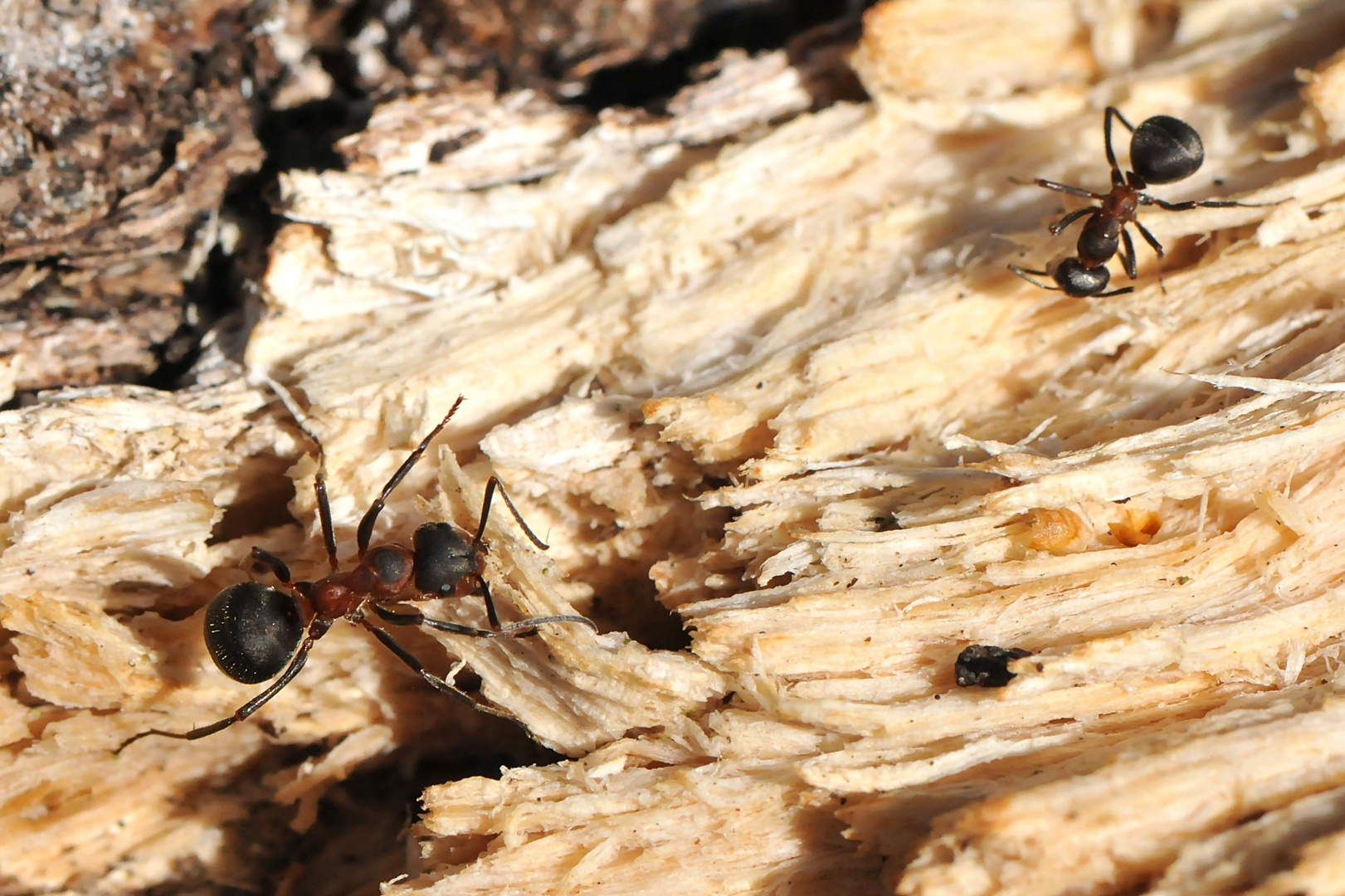 Große Wiesenameise (Formica pratensis)